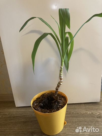 Пальма юкка