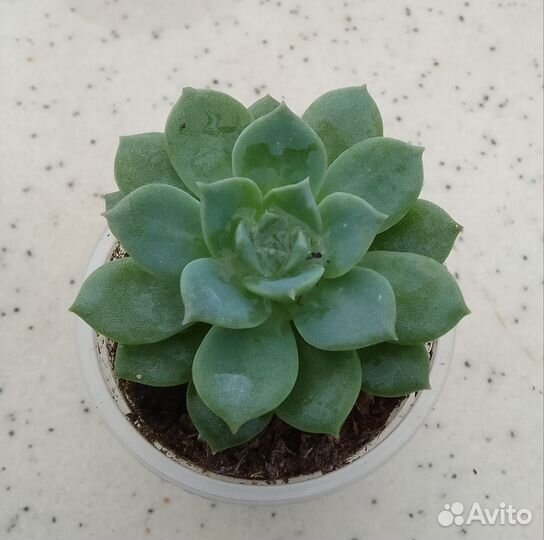 Крассула хоббит, эхиверия, крестовник роули