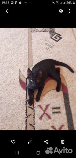 Котенок мальчик