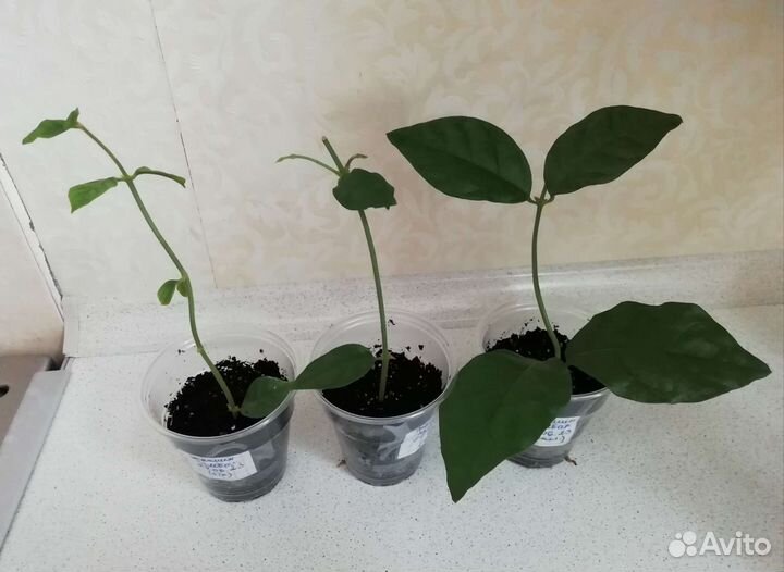 Жасмин 3 вида