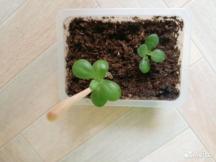 Листик фиалки укорененный. Денежное дерево