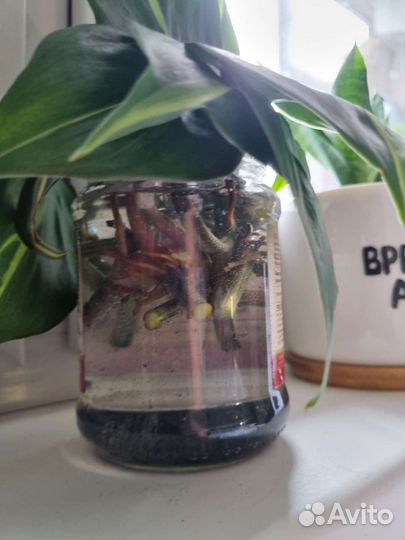 Филодендрон бразил черенки