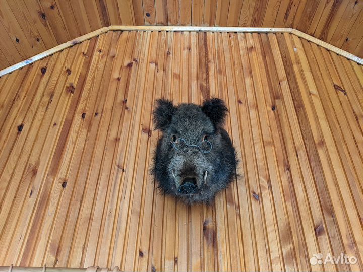 Чучело кабана