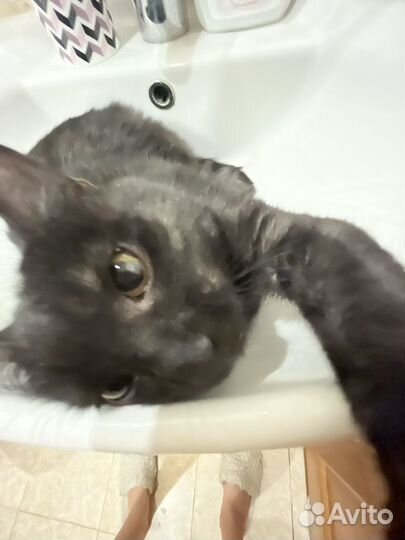 Милая,умная кошечка, кот,кошка