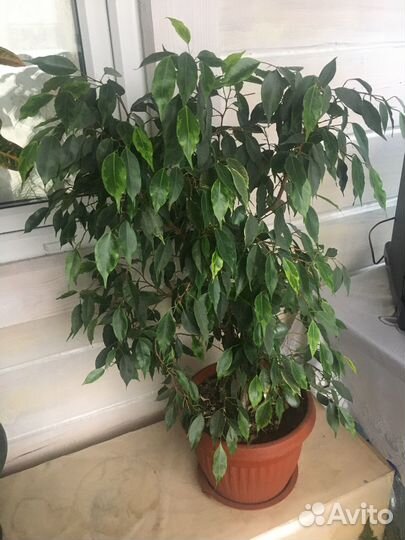 Комнатные растения