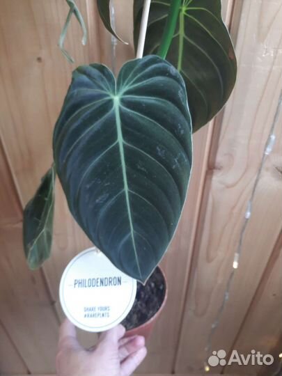 Филодендрон меланохризум