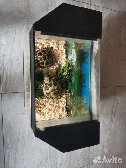 Черепаха сухопутная с террариумом