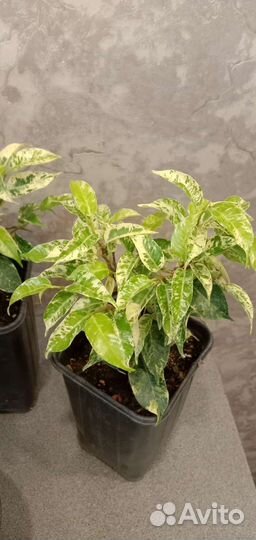 Фикус вариегатный - Сафари