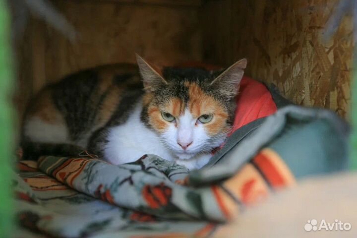 Трогательная Лисси