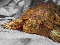 Красноухая черепаха бесплатно Краснокаменск