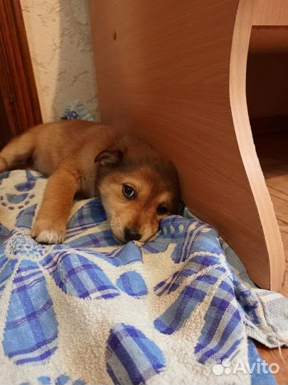 Щенки в добрые руки