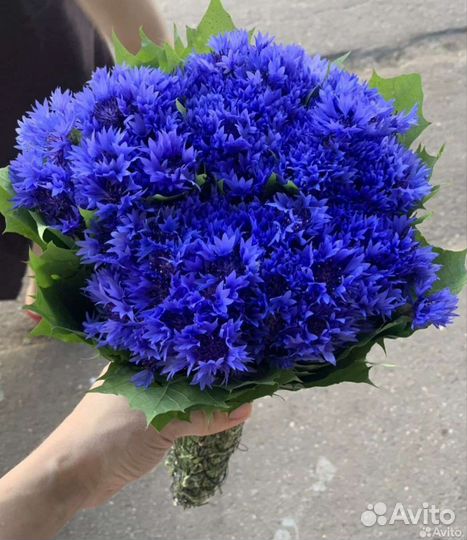 Васильки цветы