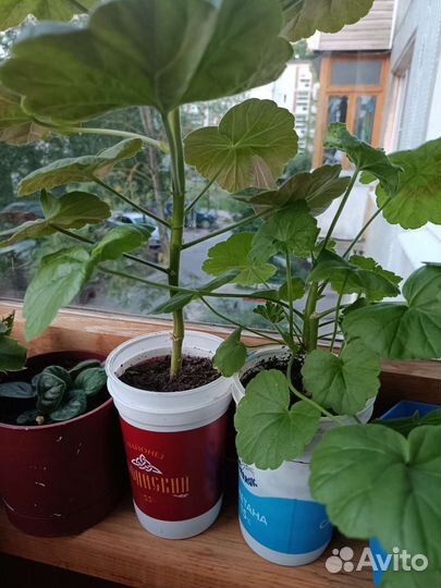 Комнатные цветы