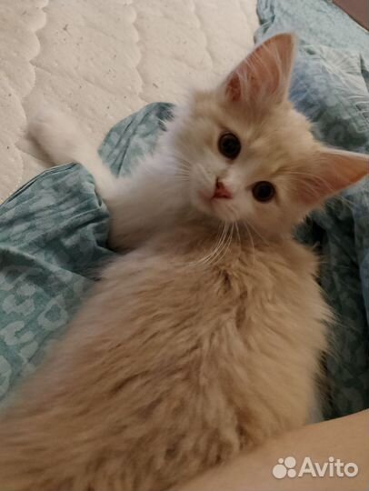 Котенок Лео 3 мес