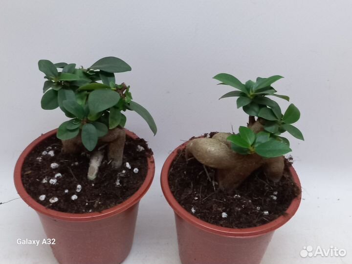 Фикус генсенг