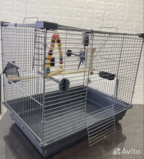 Волнистые попугаи