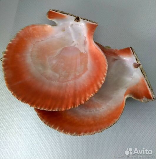 Ракушки: Гребешок двусторонний (исландский)