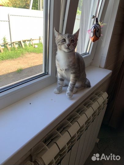 Котенок девочка 4 месяца