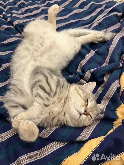 Британская кошка бесплатно