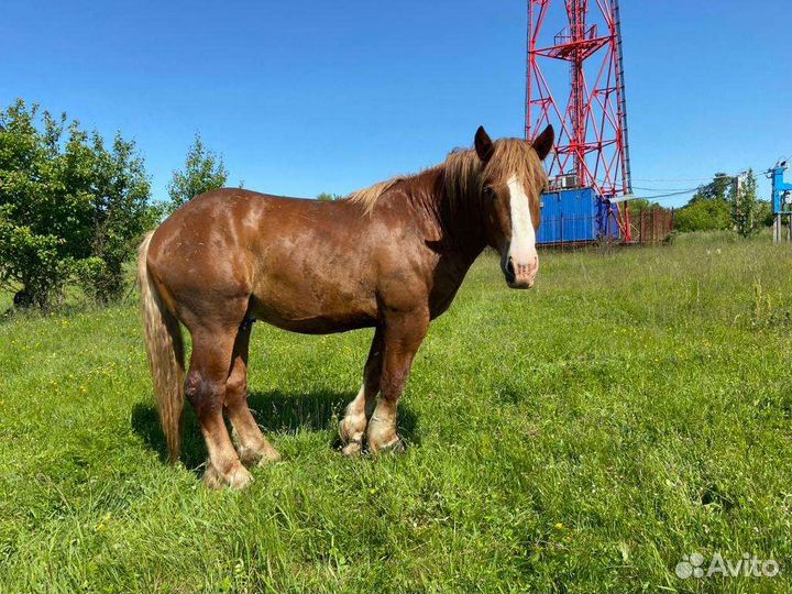 Жеребец тяжеловоз