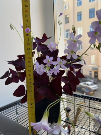 Кислица / оксалис фиолетовый