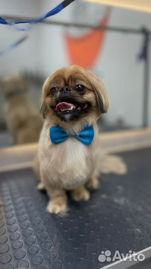 Лютый грумер симферополь