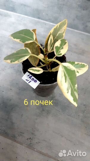 Фикус рубигиноза