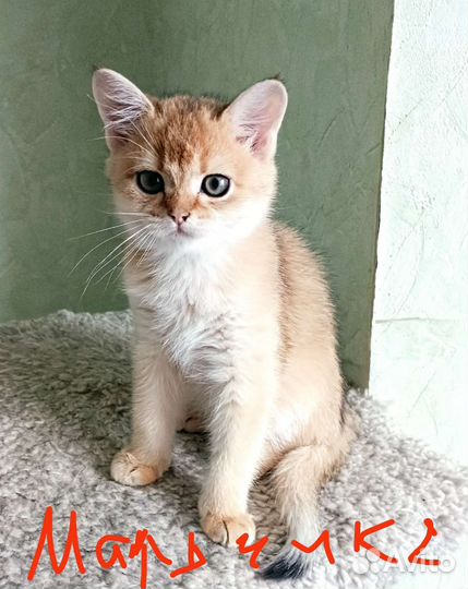 Котики бесплатно