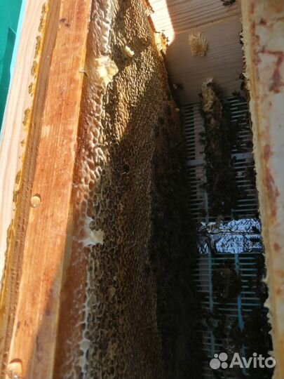 Мед цветочный майский, белая акация