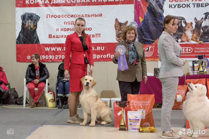 Показ на выставках