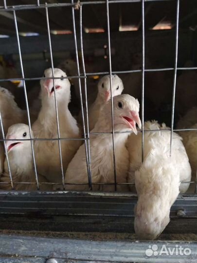 Яйца инкубационные перепелиные