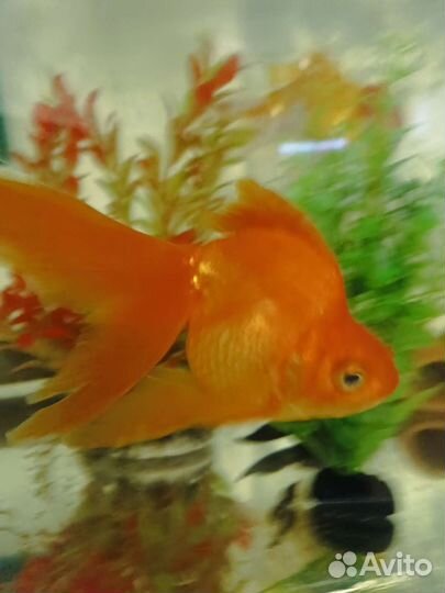 Аквариумные рыбки