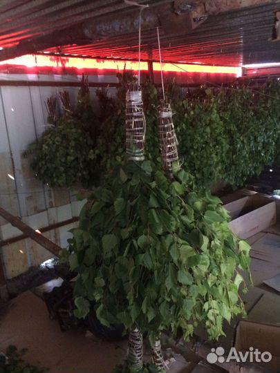 Березовые Веники 