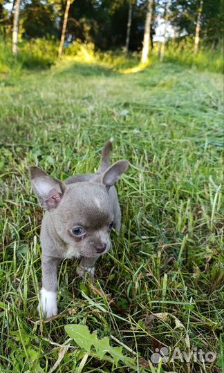 Чихуахуа мальчик лиловый