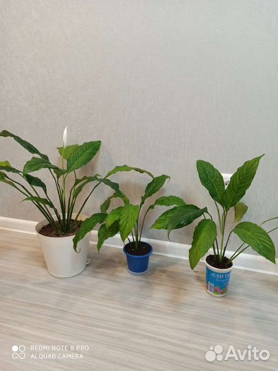 Спатифиллум(женское счастье)