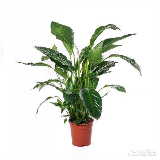 Комнатные растения для дома