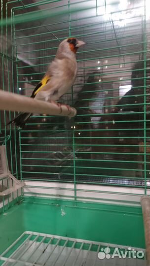 Щегол седоголовый