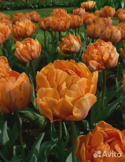 Тюльпан Монте оранж 1 уп. (3шт.) фракция 11/12