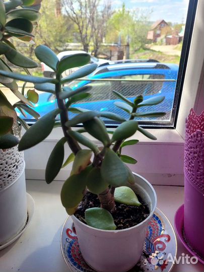 Толстянка(денежное дерево)