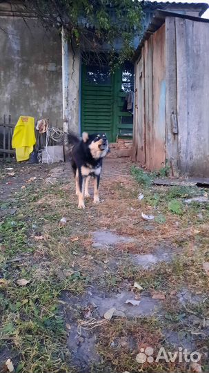 Другие породы