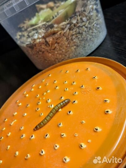 Мучной червь живой