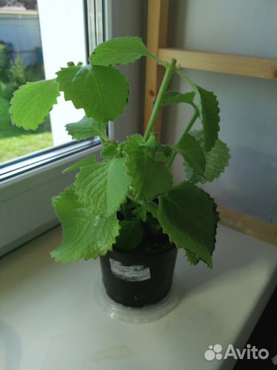 Плектрантус ароматный (Мята комнатная)