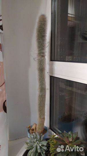 Кактус цефалоцереус cтарческий