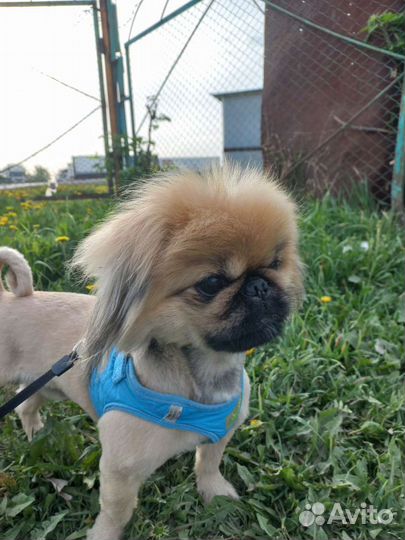 Вязка пекинес