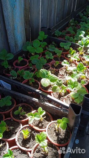 Рассада клубники