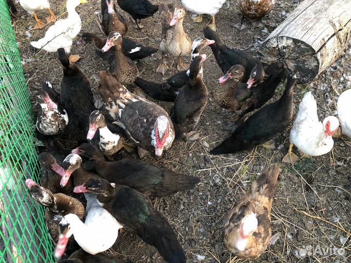 Мускусные утки