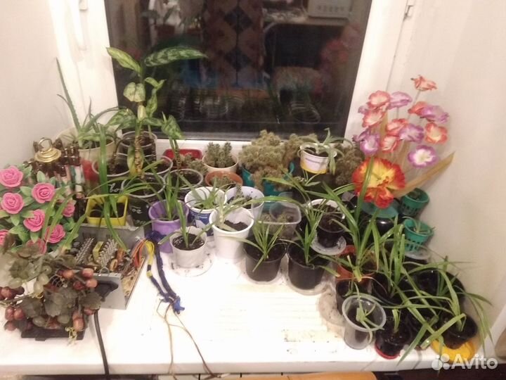 Отростки Пандануса,Аглаонемы,Кактуса,Традесканции