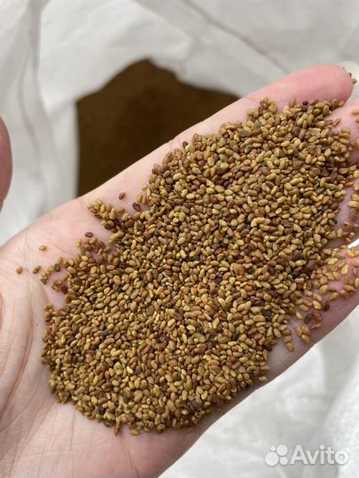 Семена люцерны