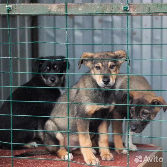Собака щенок в добрые руки бесплатно кобель сука
