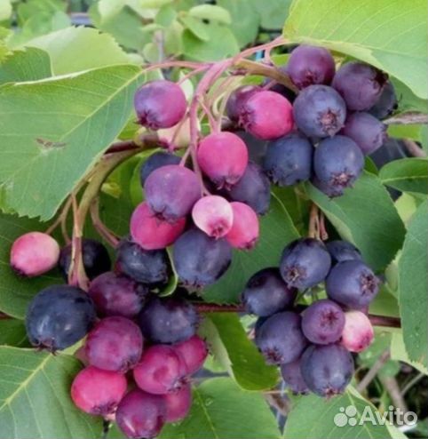 Ирга Канадская — Нортлайн, Смоуки, Тиссен, Хонивуд